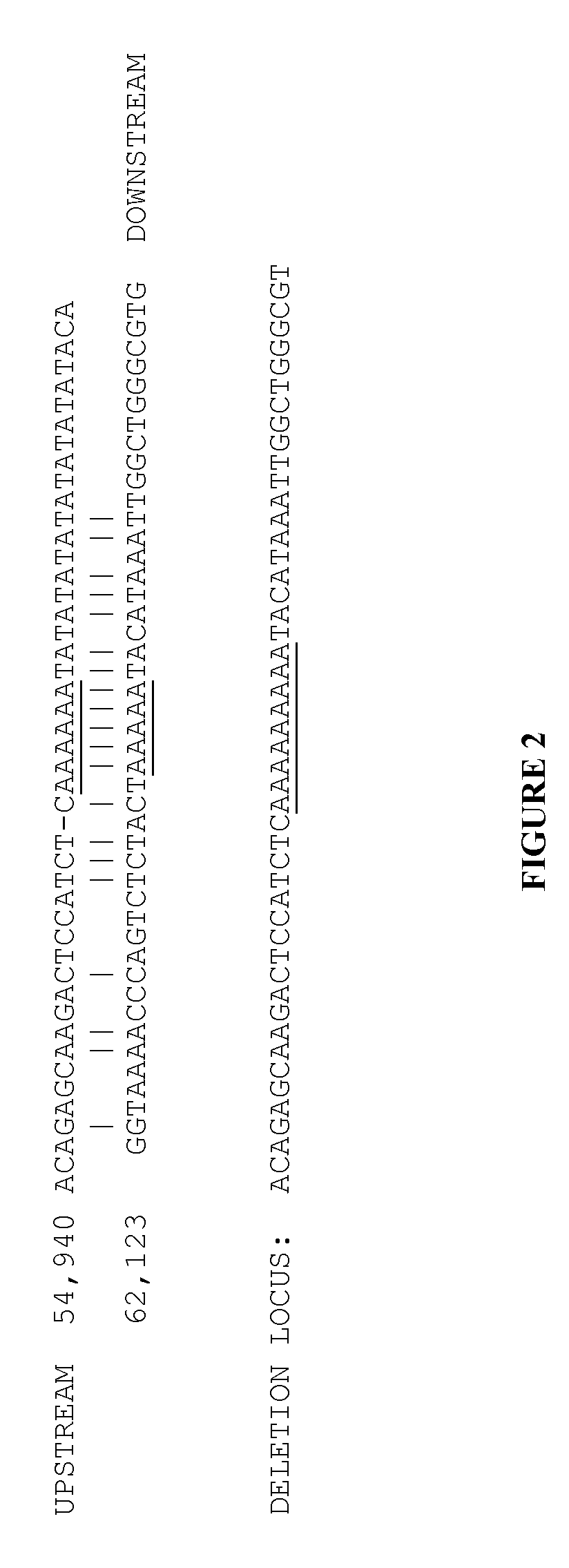 Large deletions in human brca1 gene and use thereof