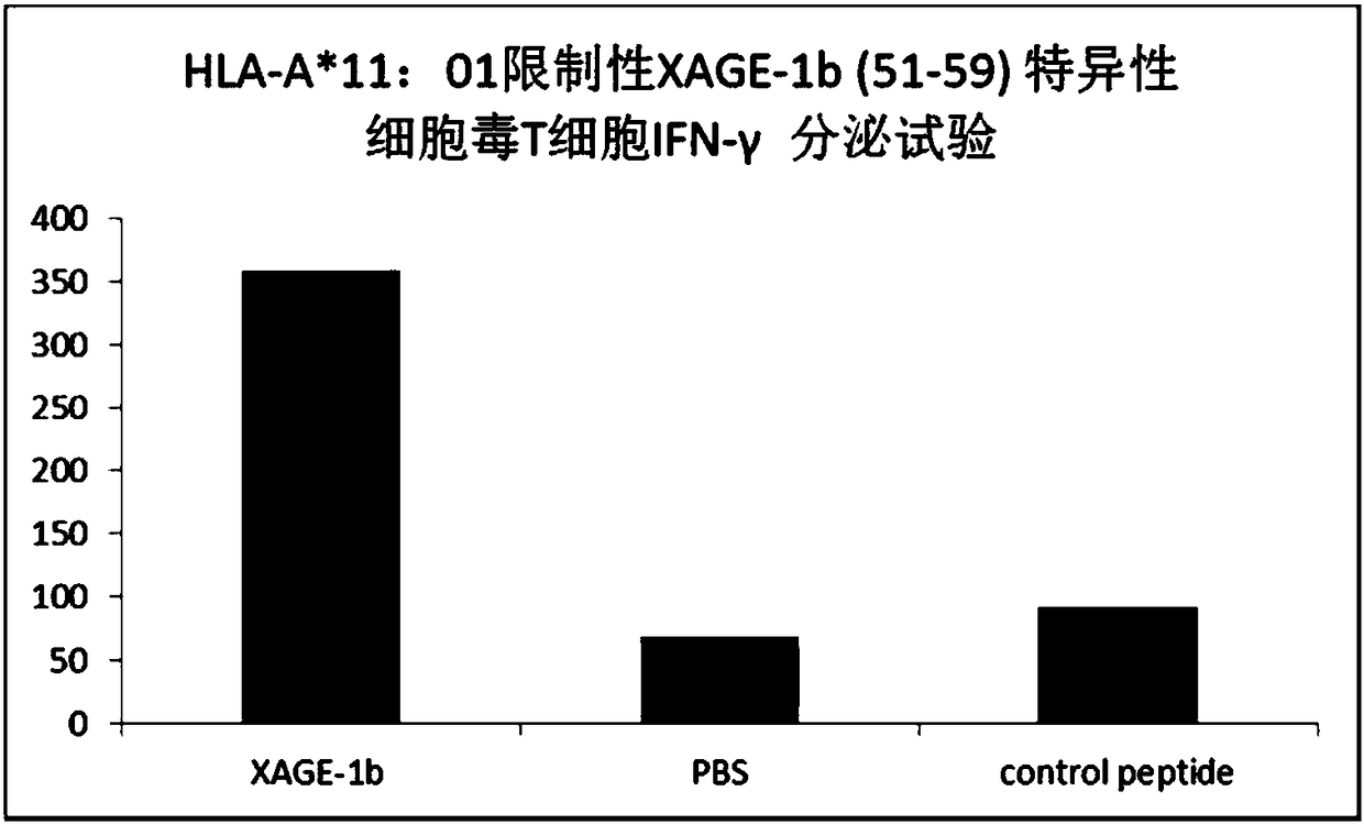 A tumor-associated antigen xage-1b short peptide and its application