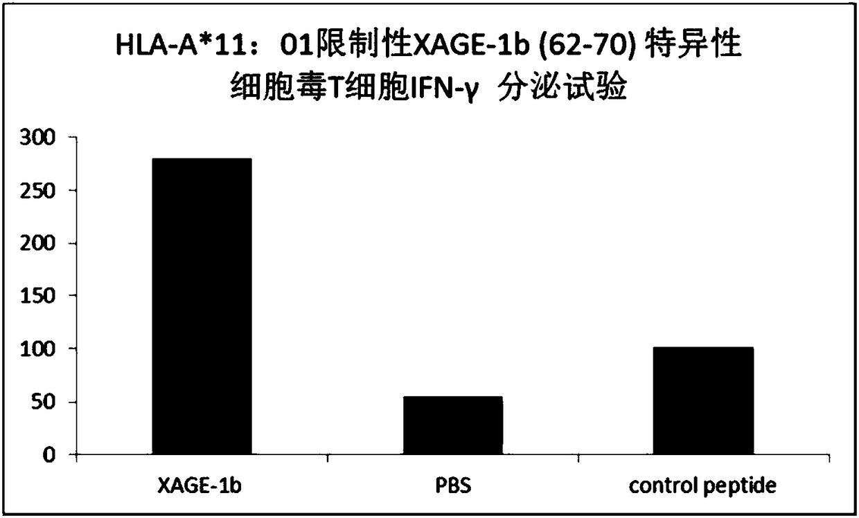 A tumor-associated antigen xage-1b short peptide and its application