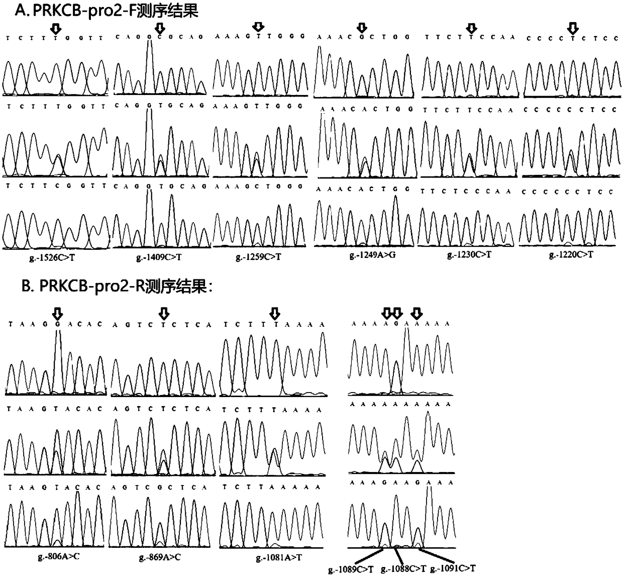 SNP molecular marker used for screening and/detecting abnormal rate of breeding bull sperms