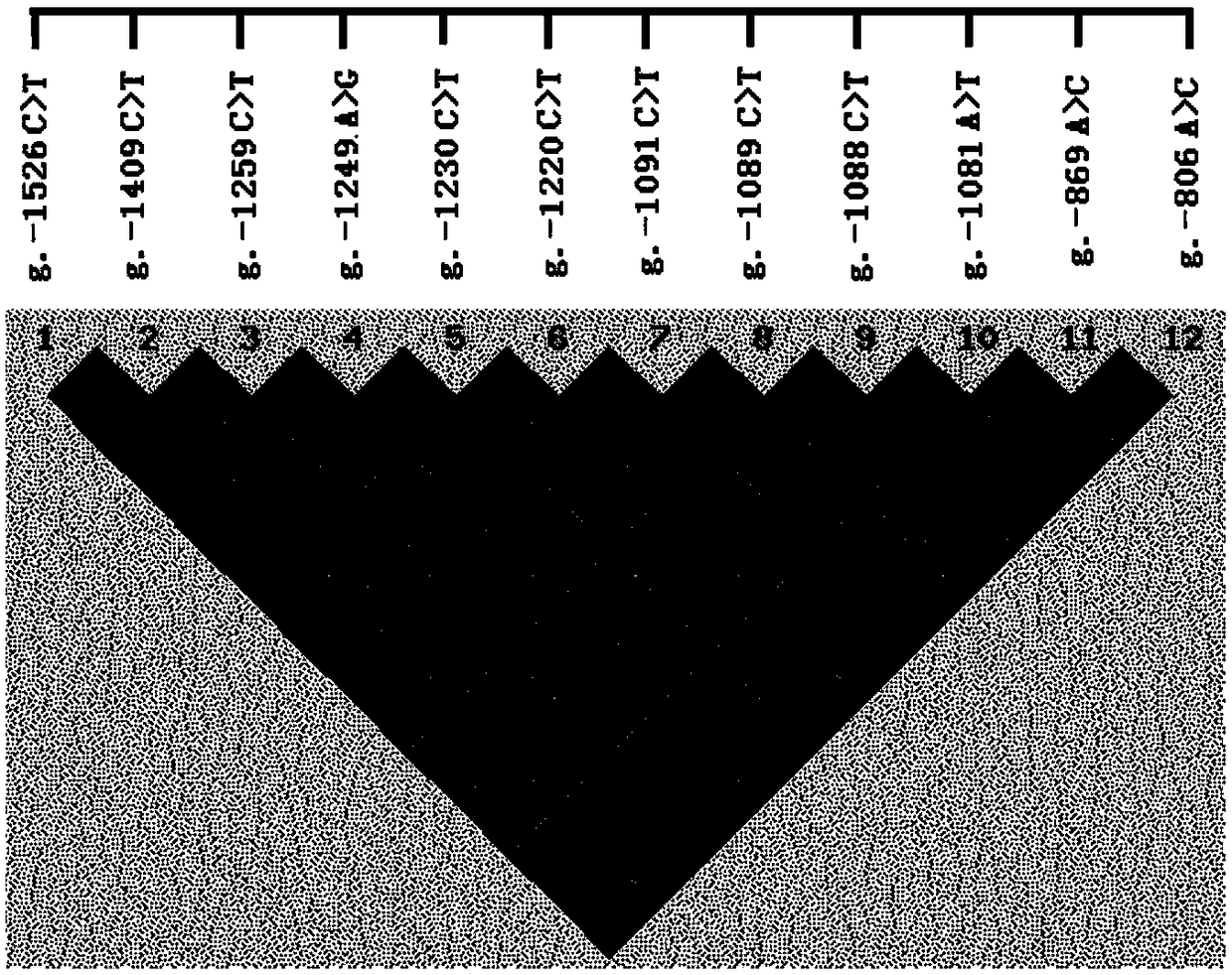 SNP molecular marker used for screening and/detecting abnormal rate of breeding bull sperms