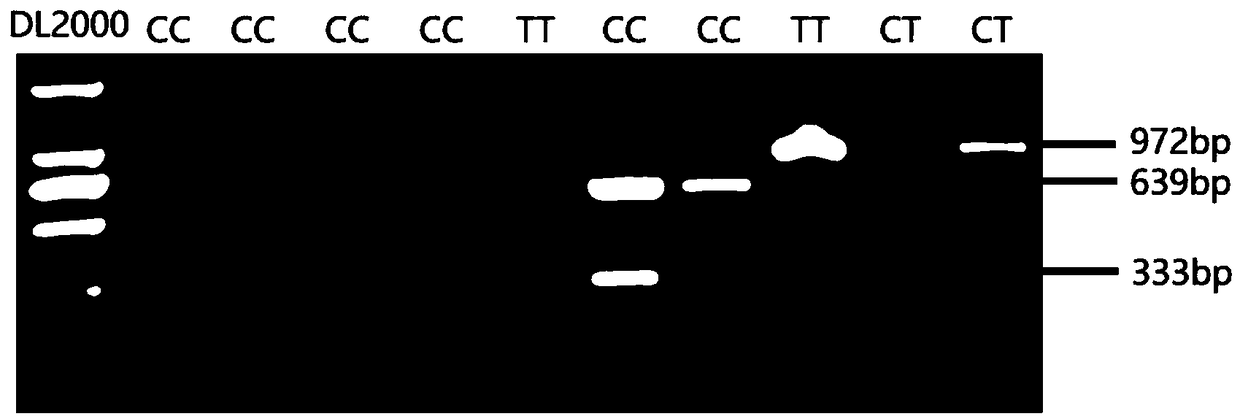 SNP molecular marker used for screening and/detecting abnormal rate of breeding bull sperms