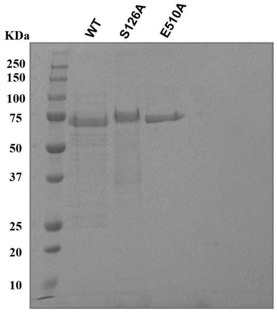 Novel feruloyl esterase, mutant and application thereof