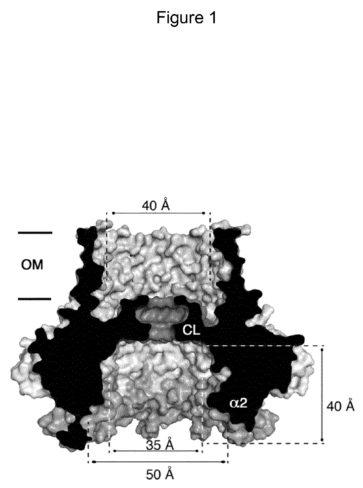 Mutant CsgG pores