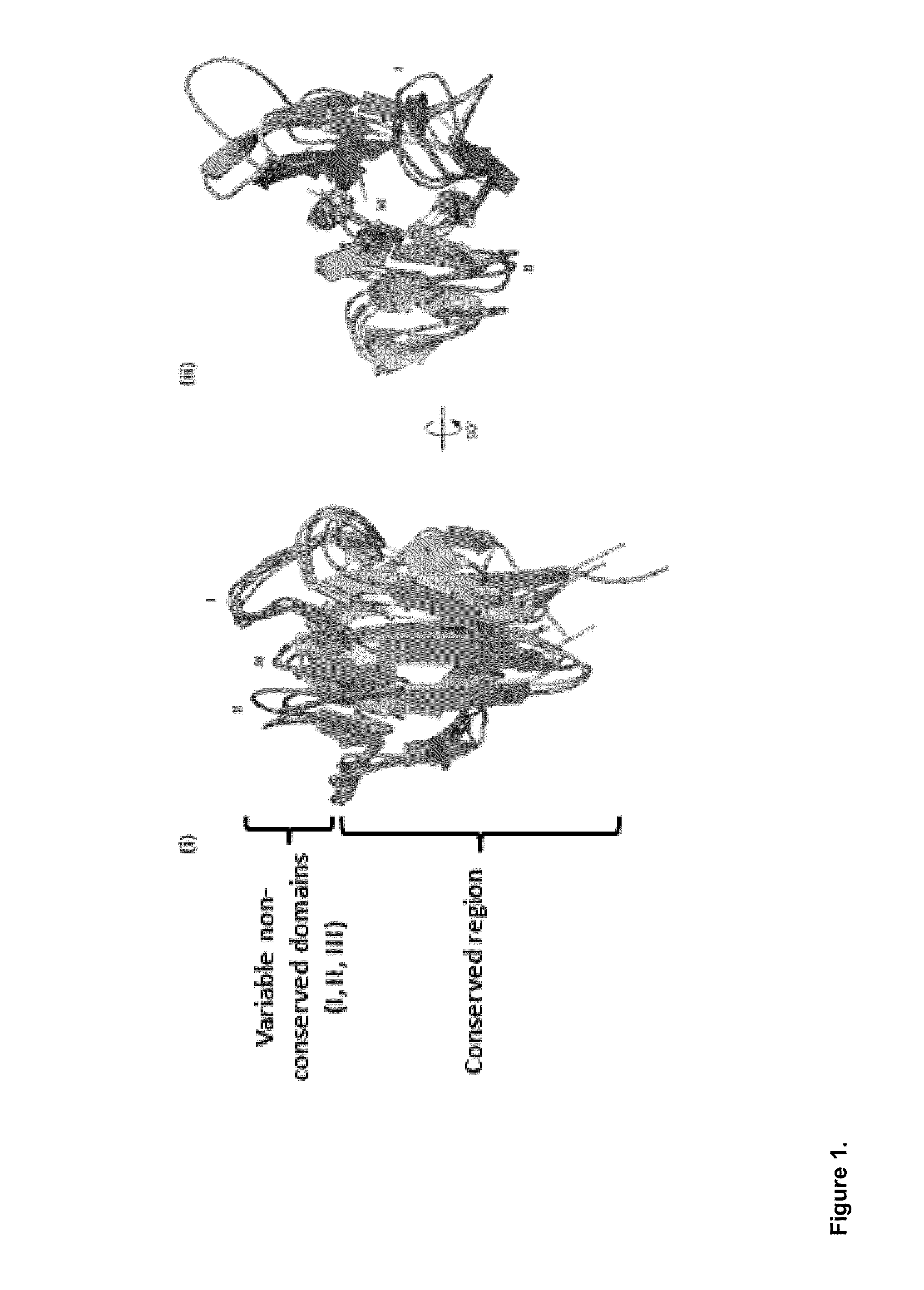 Antibody like protein