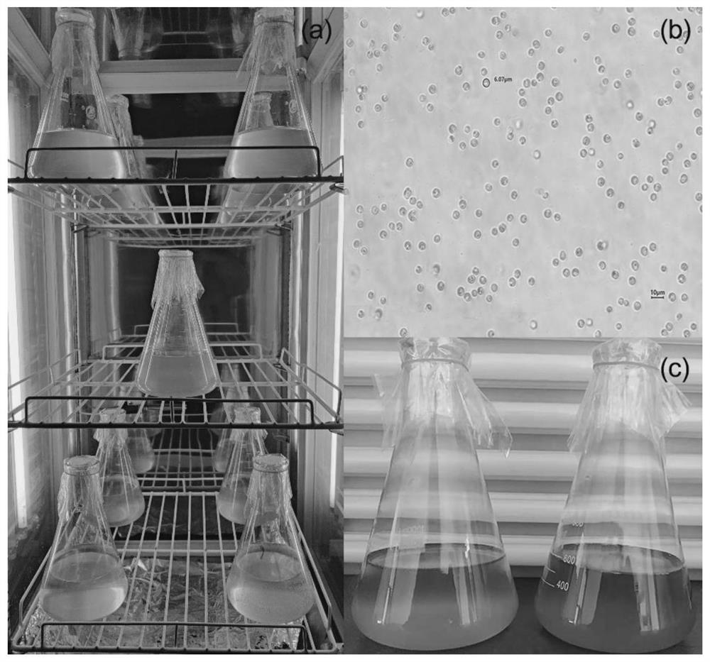 Culture method for improving high-temperature tolerance of bait algae isochrysis zhanjiangensis