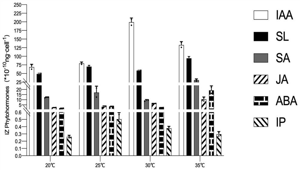 Culture method for improving high-temperature tolerance of bait algae isochrysis zhanjiangensis