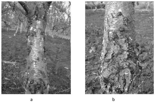 Seedling breeding method of almonds