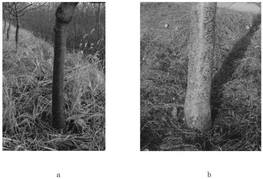 Seedling breeding method of almonds