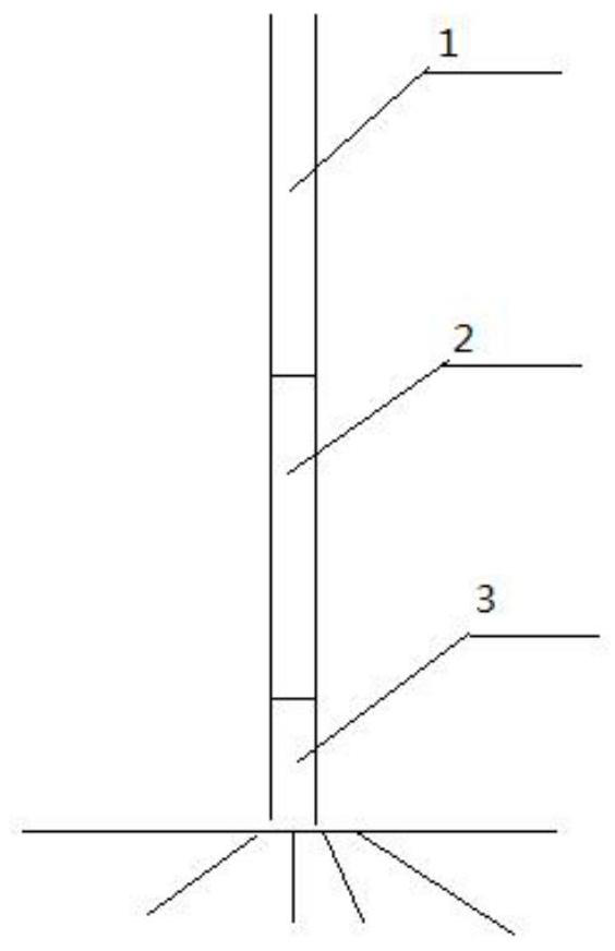 Seedling breeding method of almonds