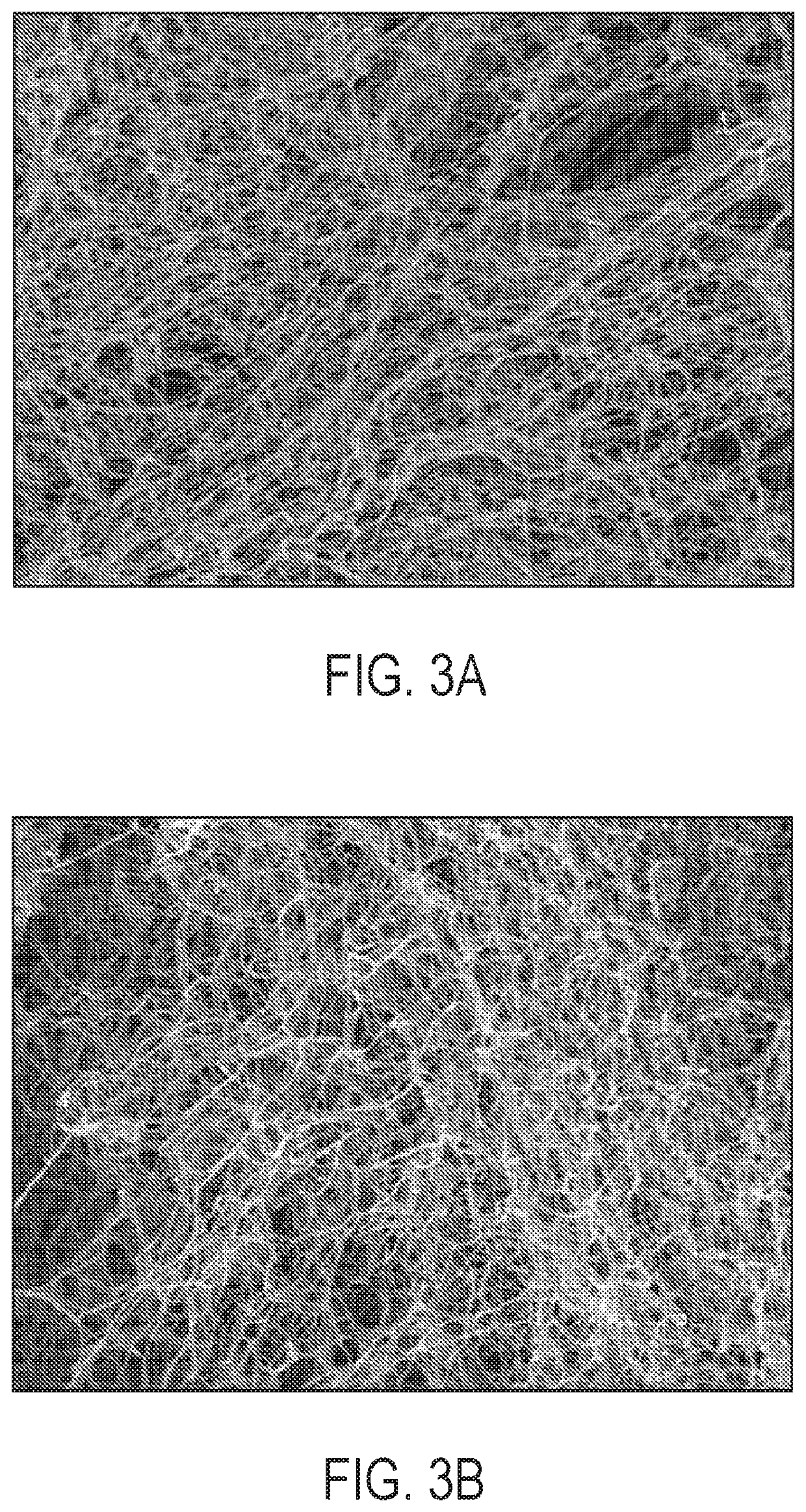 Method for preparing highly concentrated fibrinogen solution and method for preparing fibrin sealant by using thereof