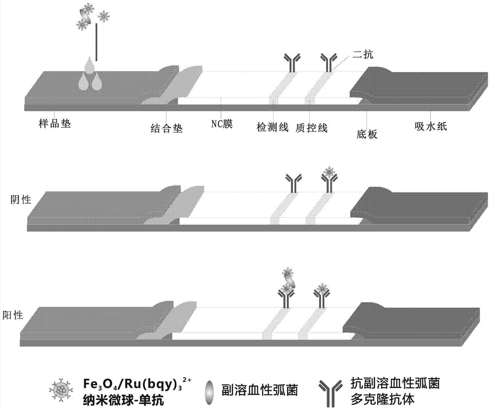 A method for rapid detection of Vibrio parahaemolyticus