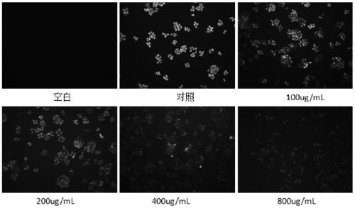 A preparation method of an antioxidant polypeptide of Chlorella vulgaris