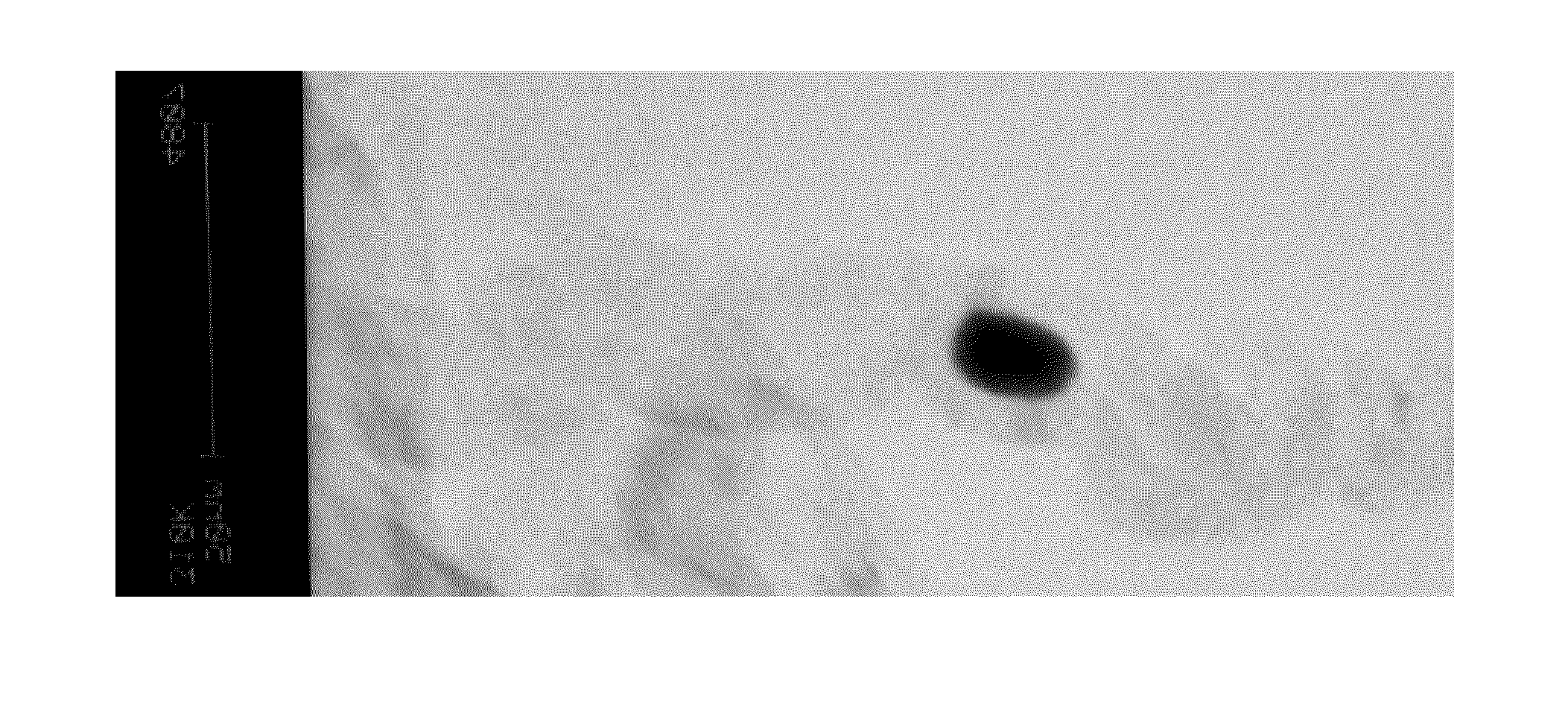 Hybrid NANO sorbent