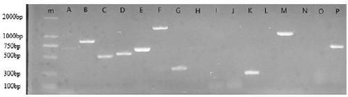 Biocontrol bacterium HN-2 for efficiently producing lipopeptide substances and fermentation technology thereof