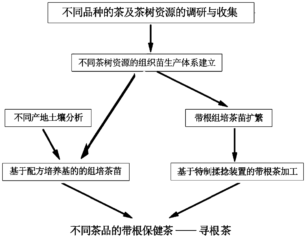 Method for tissue culture of Xungen tea, making method and rolling device