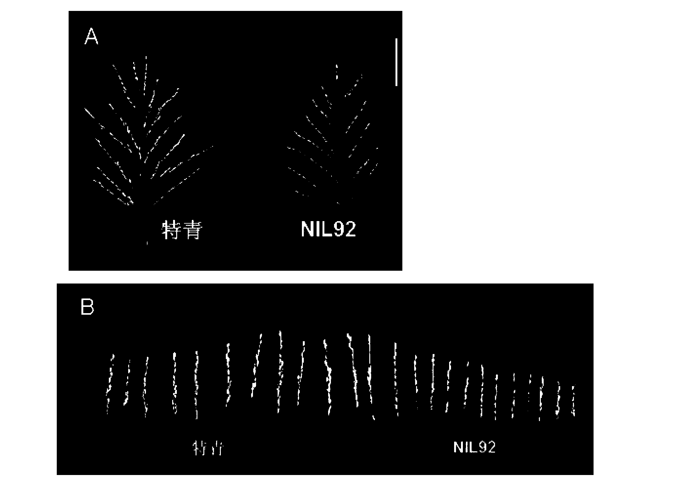 GPA2 gene controlling seeds per ear of plant and applications thereof