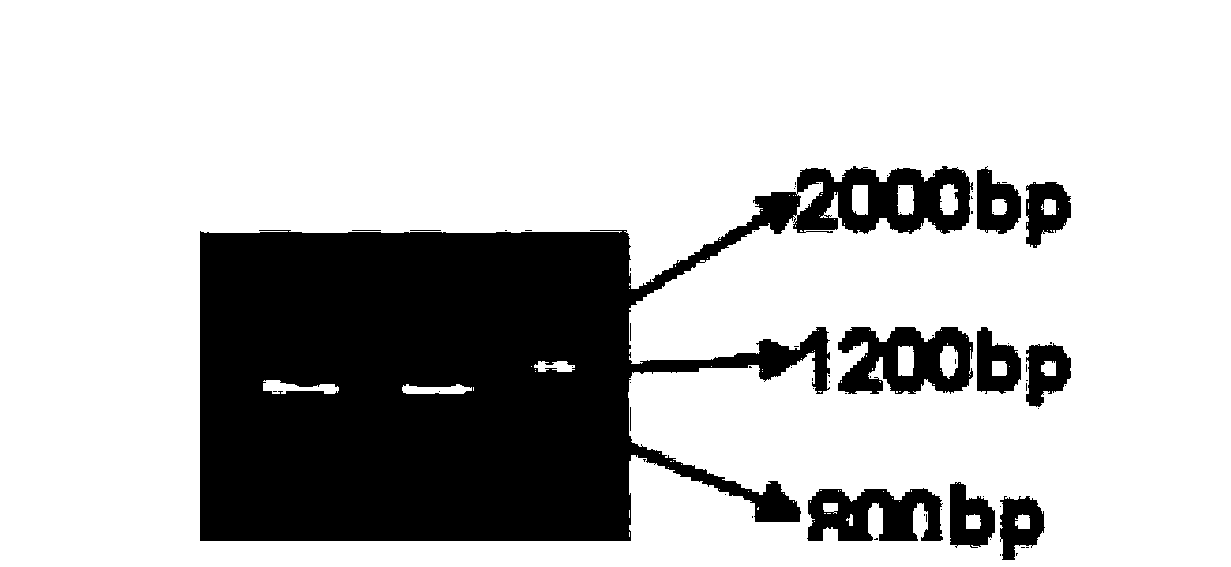 GPA2 gene controlling seeds per ear of plant and applications thereof