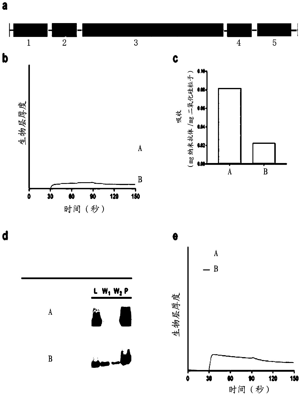 Polypeptide for protein surface immobilization and application thereof