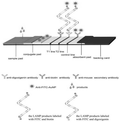 Primer combination and kit for simultaneously detecting cronobacter and salmonella and application of primer combination and kit