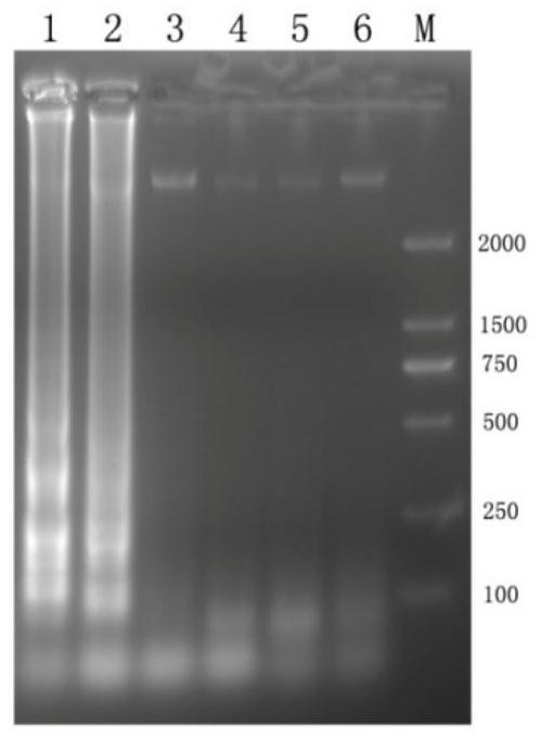 Primer combination and kit for simultaneously detecting cronobacter and salmonella and application of primer combination and kit