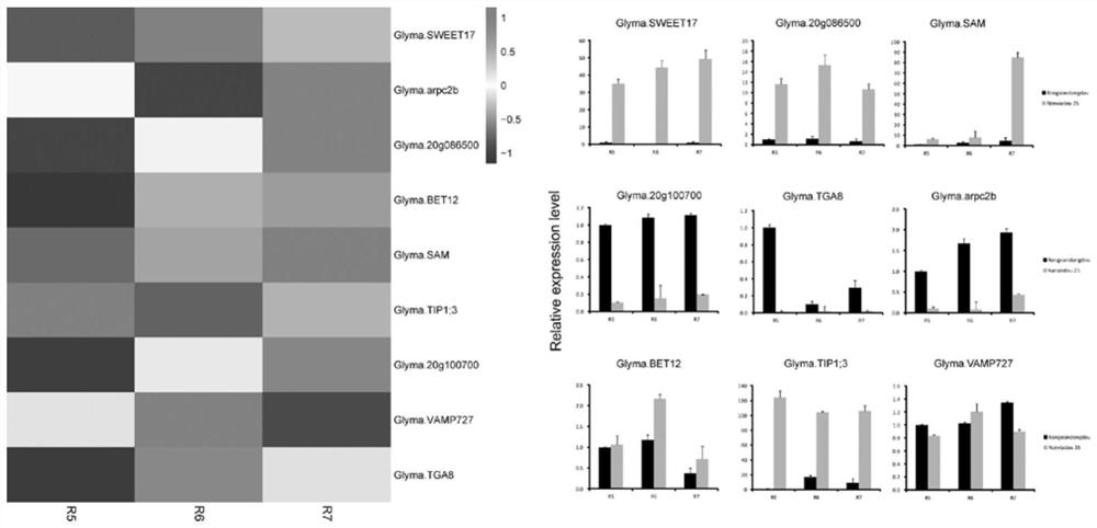 Molecular markers for screening soybean materials, screening method, breeding method and application