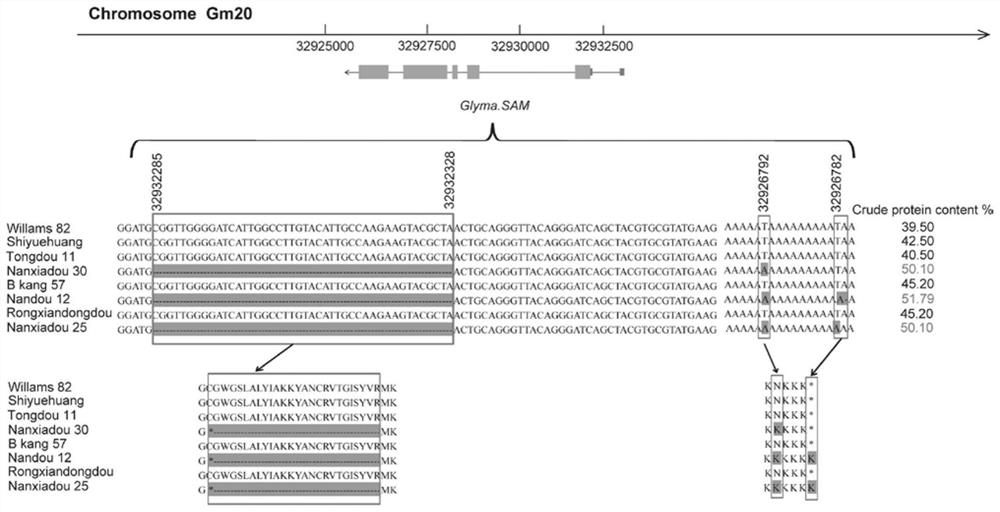 Molecular markers for screening soybean materials, screening method, breeding method and application