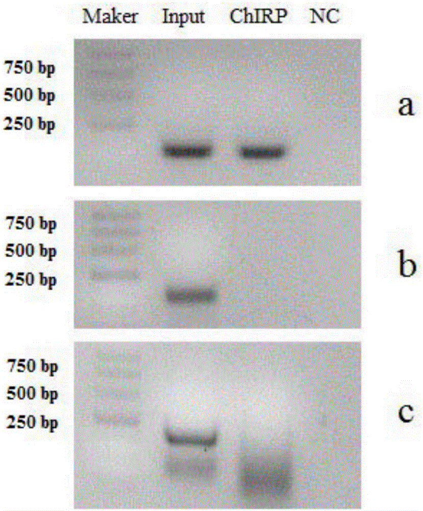 RNA (ribonucleic acid)purification chromatin separation technique