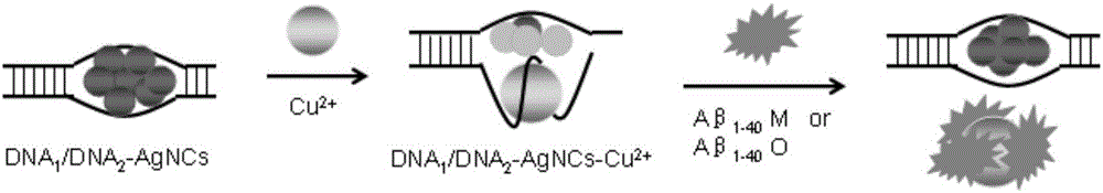 Method for fluorescence detection of Alzheimer's disease markers based on silver nano-cluster probe containing repeated AGGGTT sequences