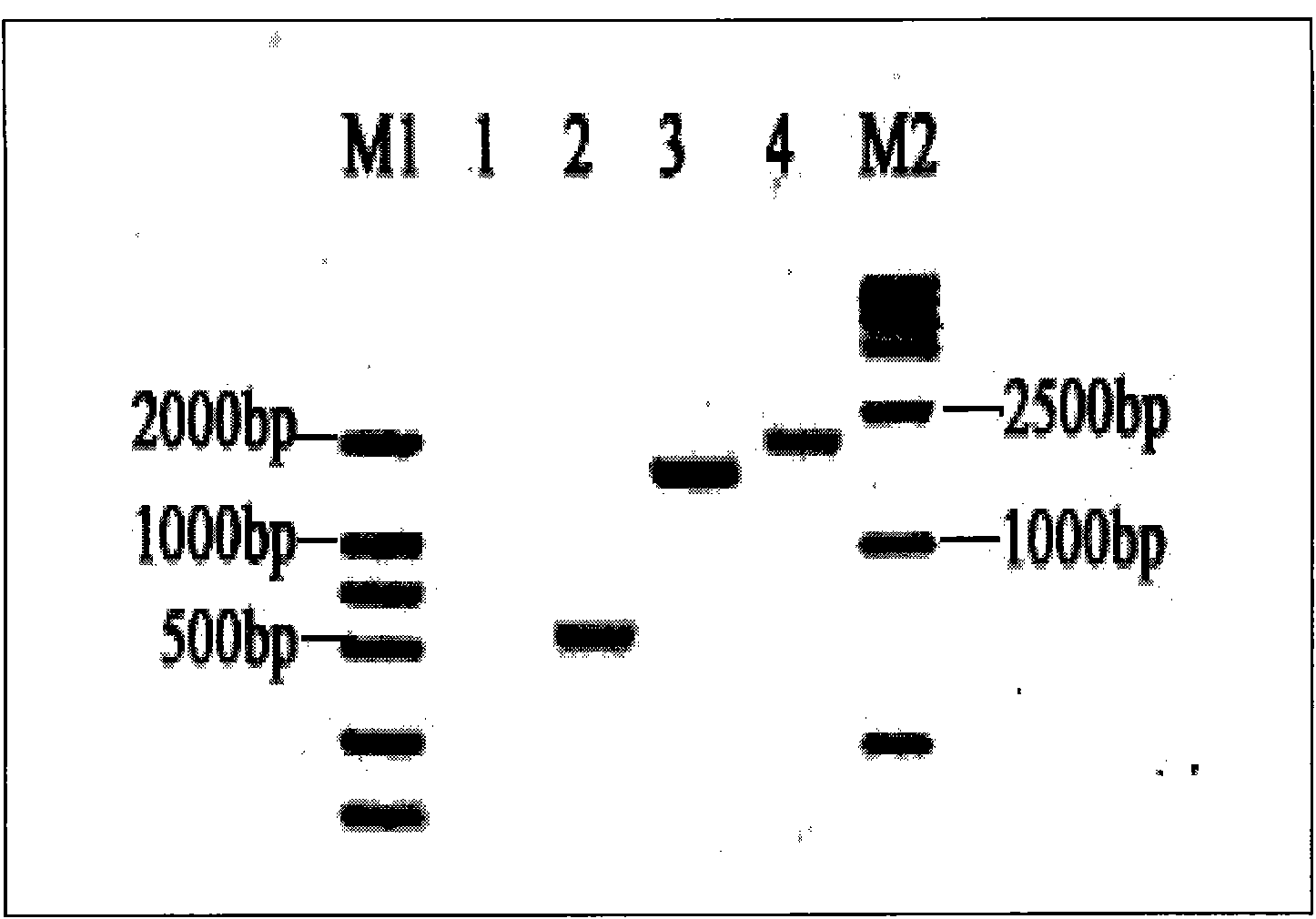 Preparation method and application of Vibro harveyi and Vibrio parahaemolyticus bigeminy DNA vaccine