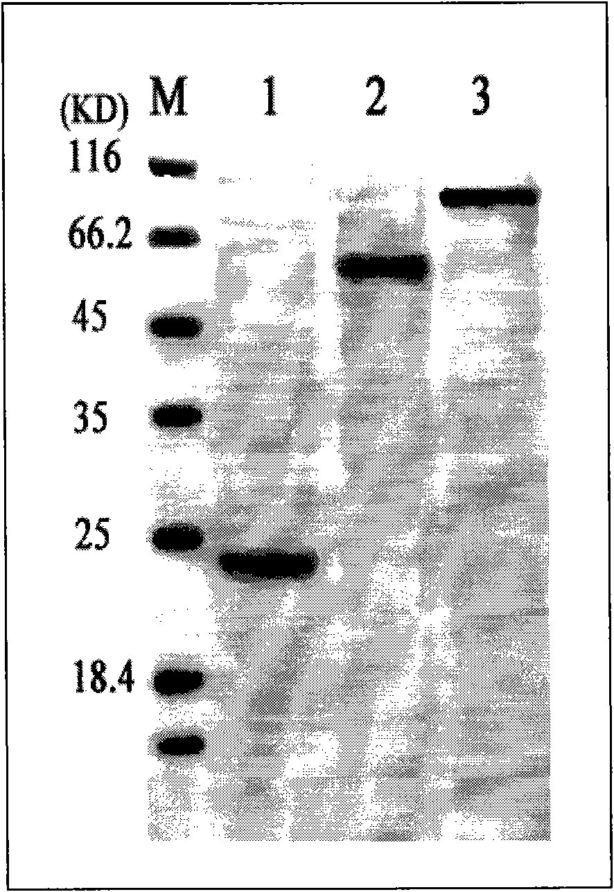 Preparation method and application of Vibro harveyi and Vibrio parahaemolyticus bigeminy DNA vaccine