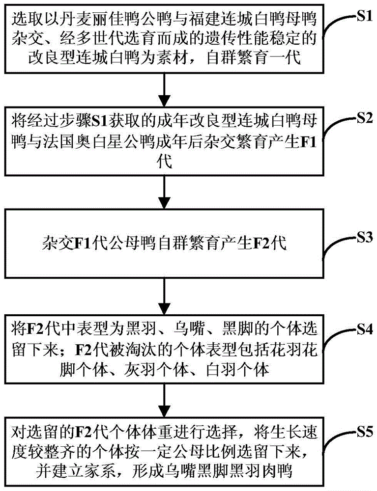 A seed production method of black-billed black-footed black-feathered meat duck