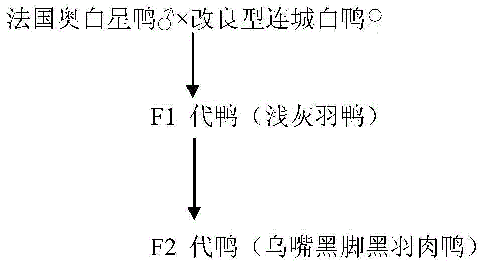 A seed production method of black-billed black-footed black-feathered meat duck