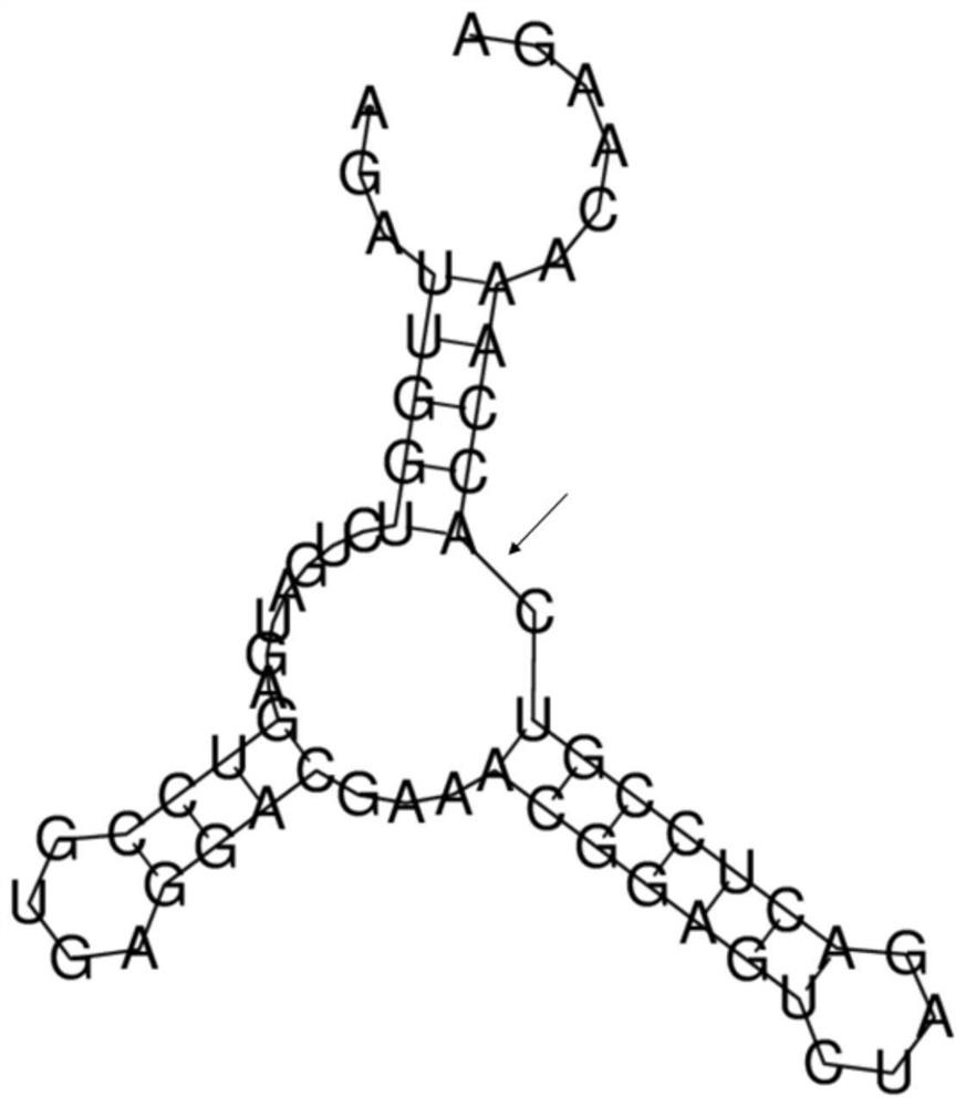 Preparation method and application of recombinant Sendai virus for human cell reprogramming