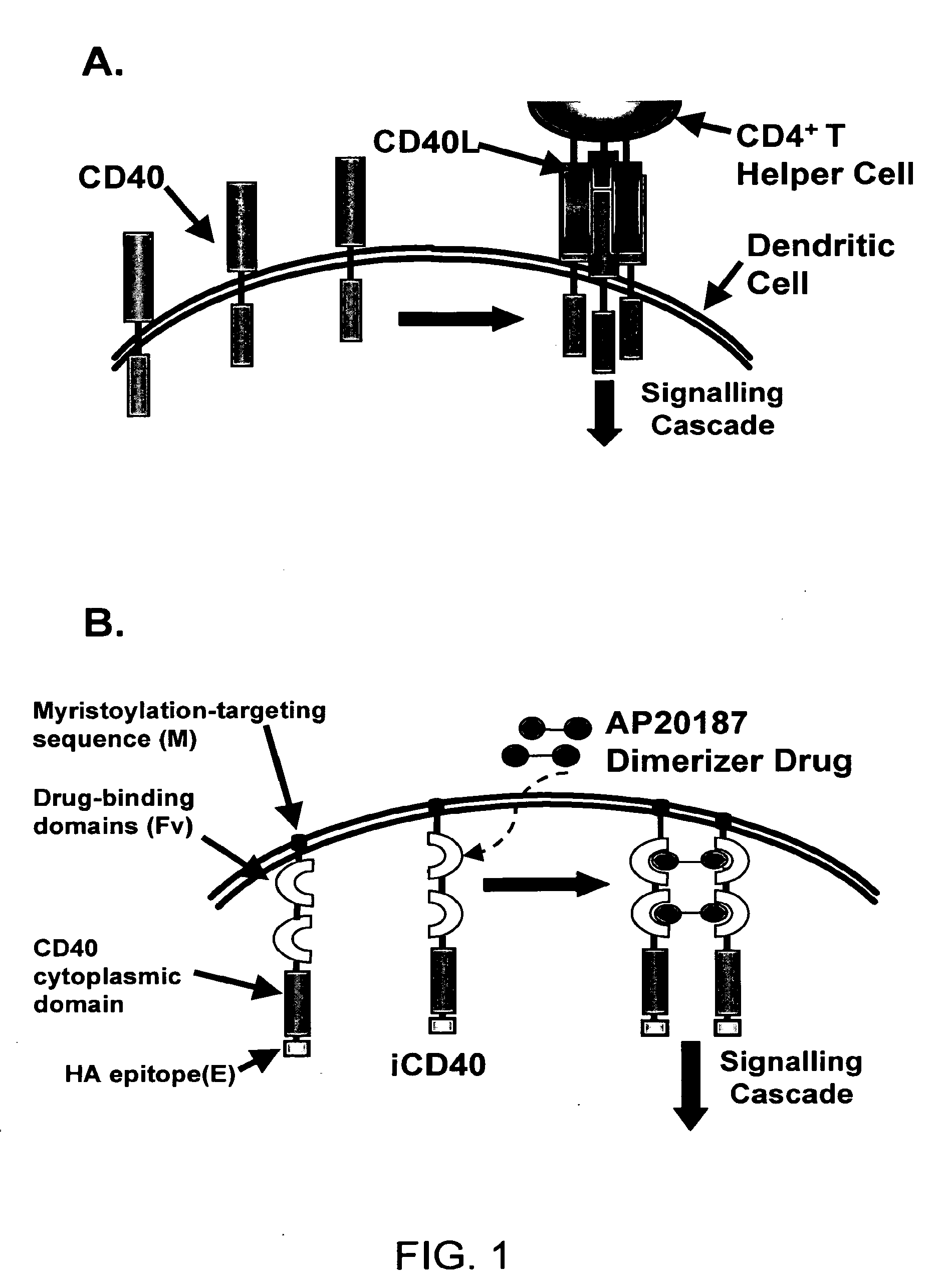 Induced activation in dendritic cells