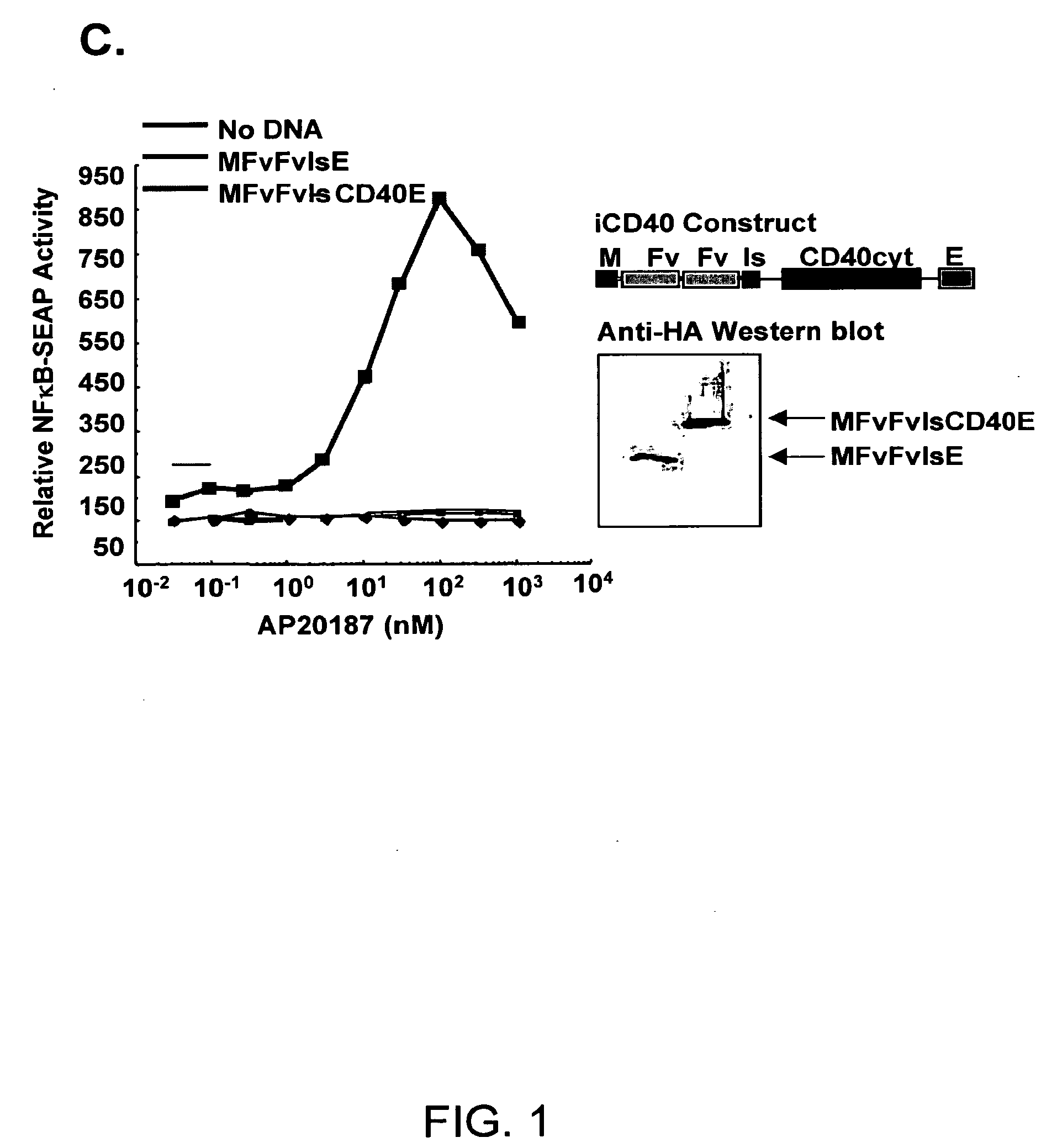 Induced activation in dendritic cells