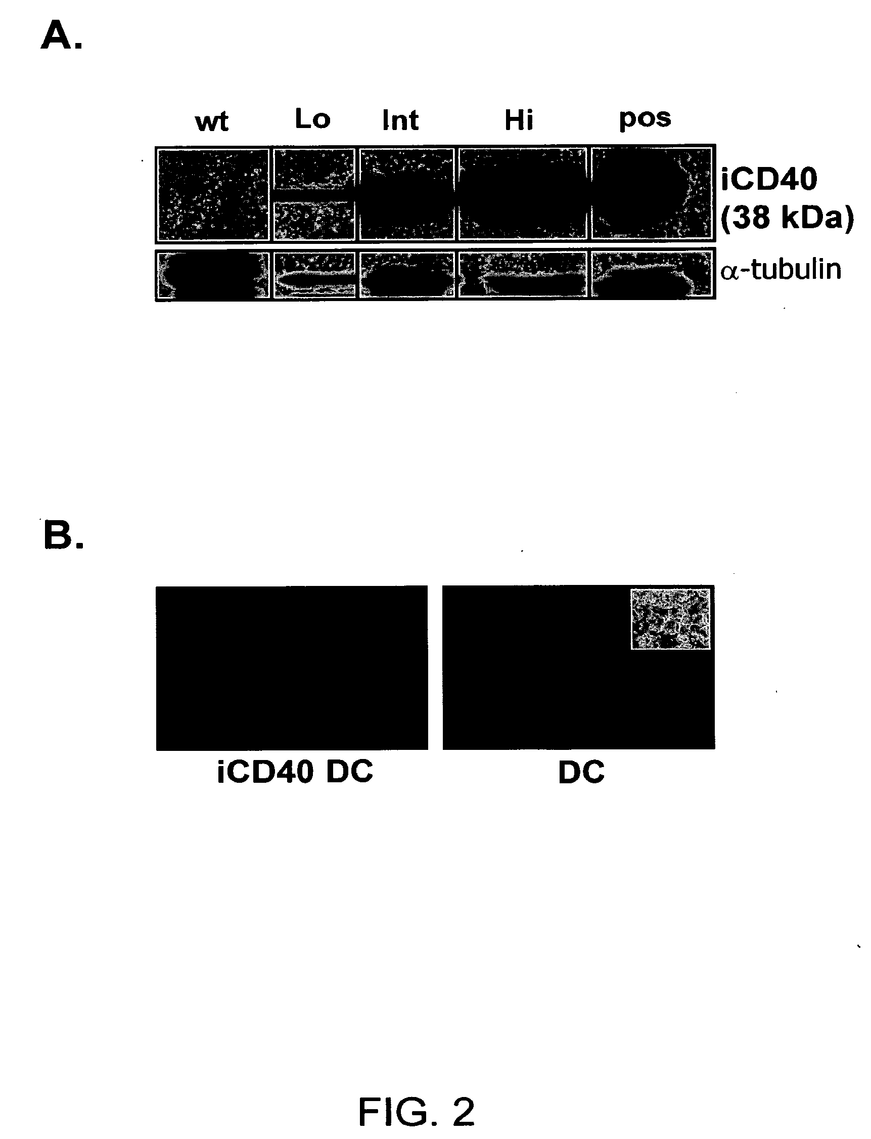 Induced activation in dendritic cells