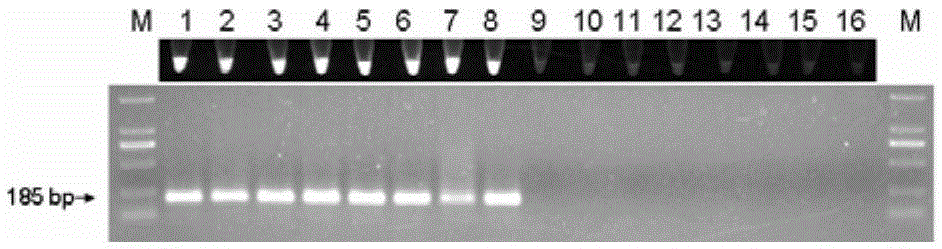 Method for identifying cordate houttuynia and herb of Chinese gymnotheca