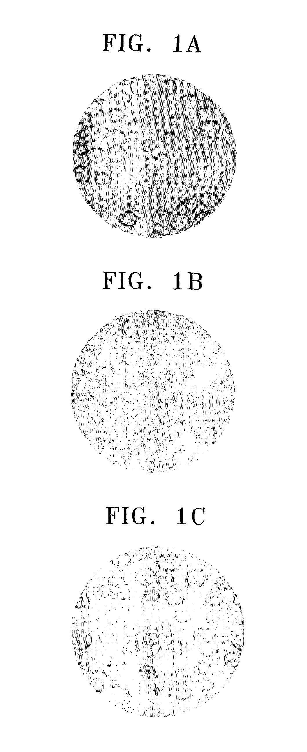 Biopolymer produced by fermenting the extract of soybean with folic acid and a composition containing thereof