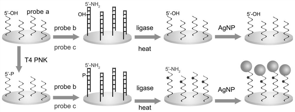 Quantitative detection method of t4 polynucleotide kinase