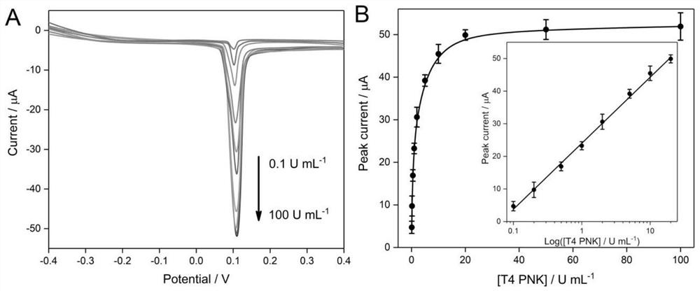 Quantitative detection method of t4 polynucleotide kinase