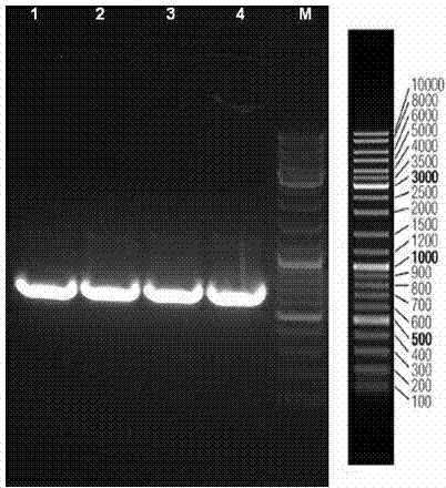 Pure white new hypsizigus marmoreus bacterial strain