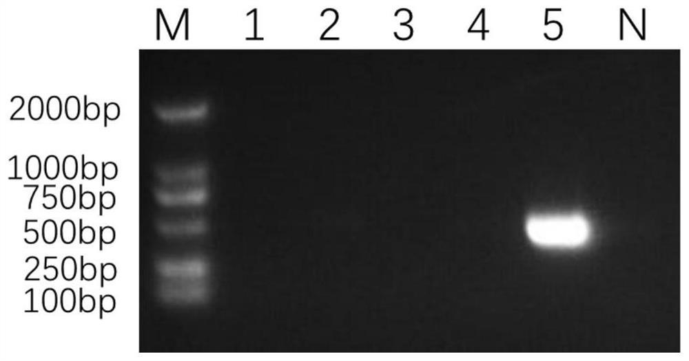 Small RNA (Ribonucleic Acid) virus gene of white foot shrimp and application of small RNA virus gene