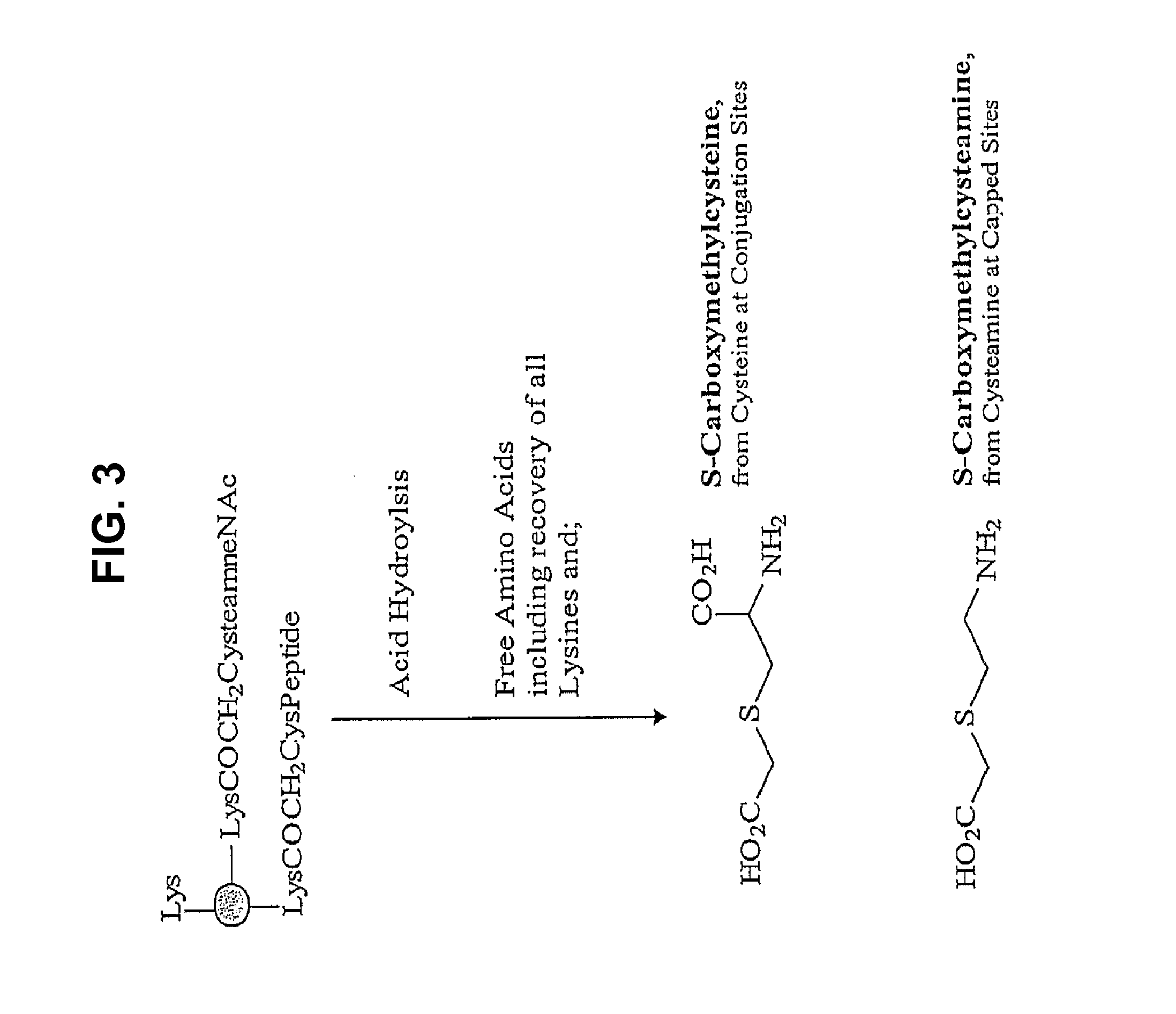 IgE CH3 Peptide Vaccine