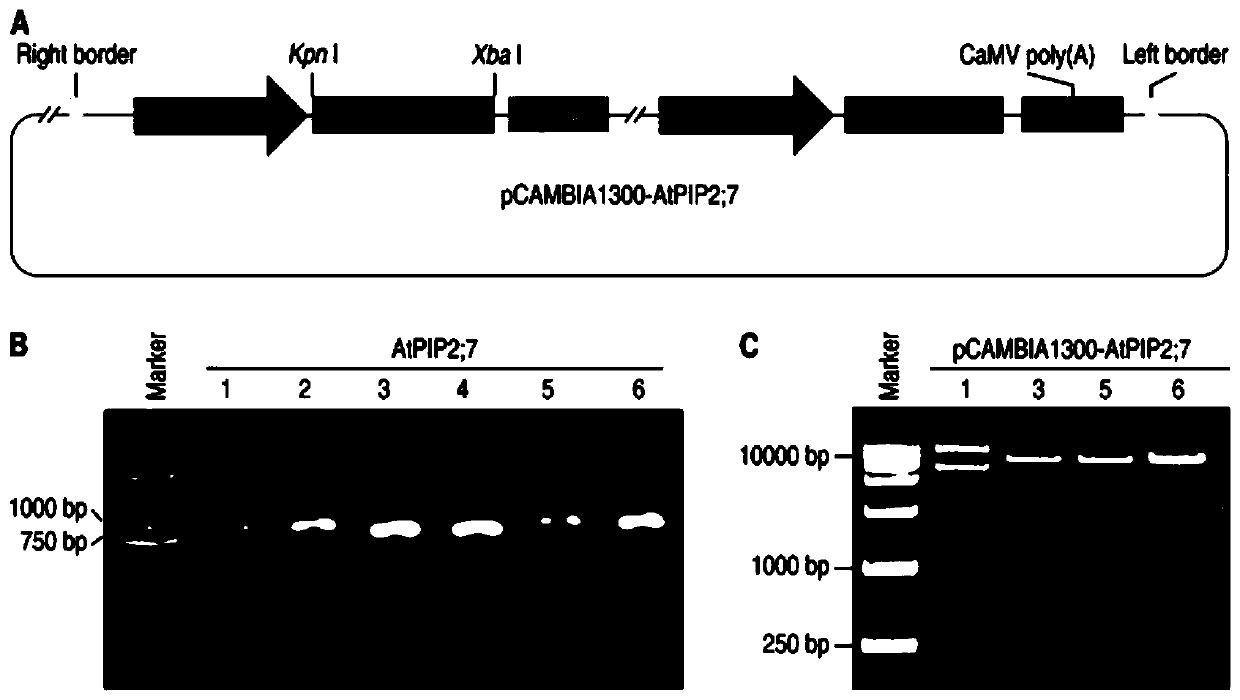 Gene AtPIP2;7 capable of improving plant disease resistance and application thereof