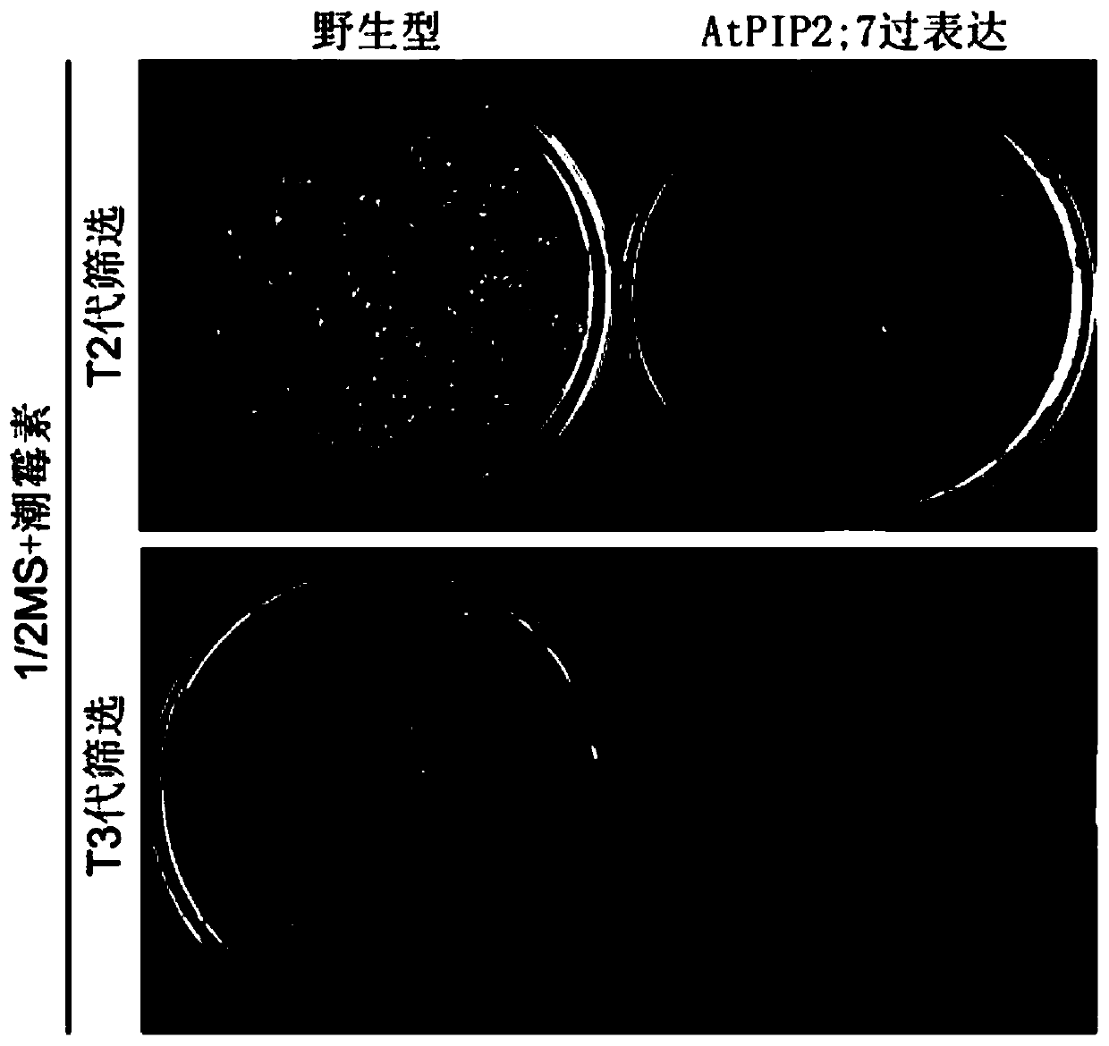 Gene AtPIP2;7 capable of improving plant disease resistance and application thereof