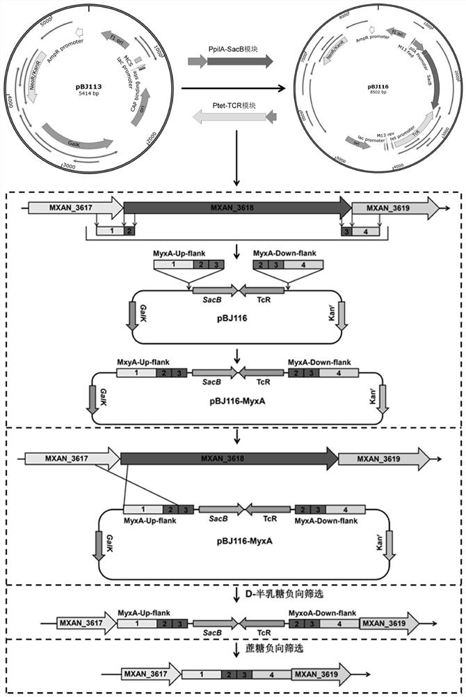 Myxococcus flavus large-fragment knockout plasmid and knockout method thereof