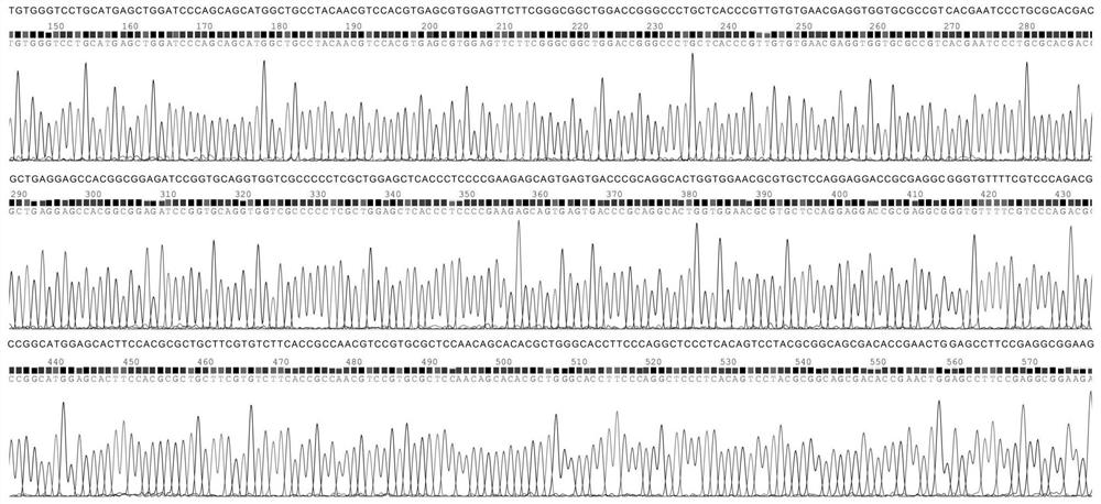 Myxococcus flavus large-fragment knockout plasmid and knockout method thereof