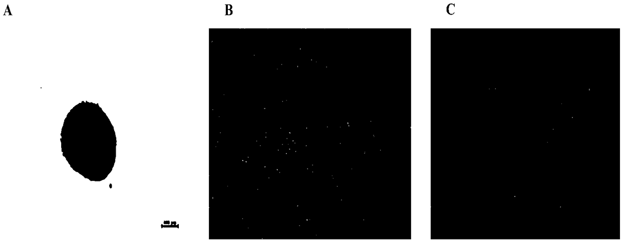 Method for culturing human umbilical cord mesenchymal stem cells