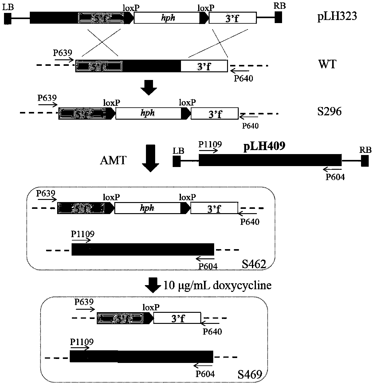 Gene engineer strain of Aspergillus niger with high L-malic acid yield, and construction and application thereof